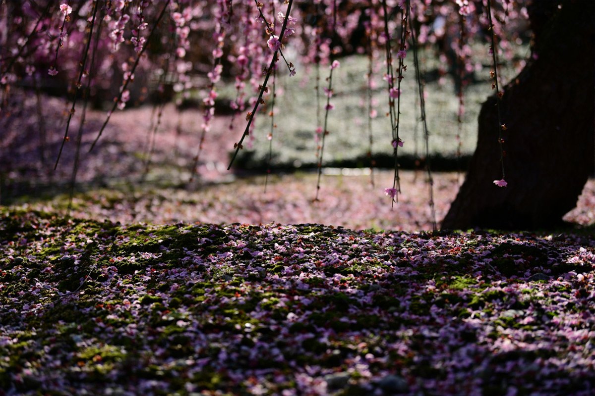 🌸 야기의 수양매(야기노시다레우메) 이미지 7